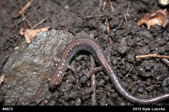 Eastern Red-backed  Salamander
