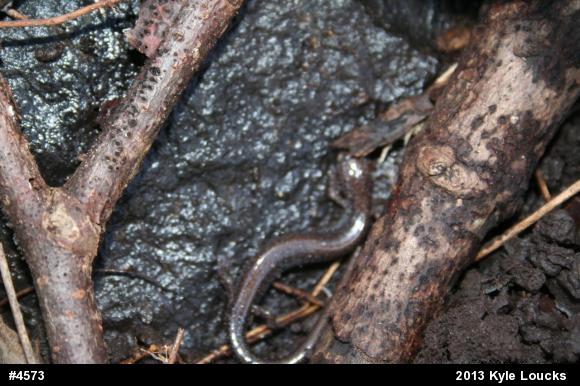 Eastern Red-backed  Salamander