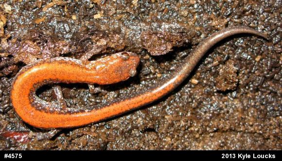Eastern Red-backed  Salamander