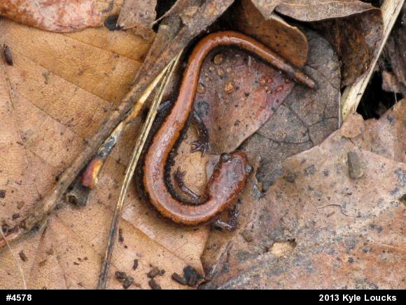 Eastern Red-backed  Salamander