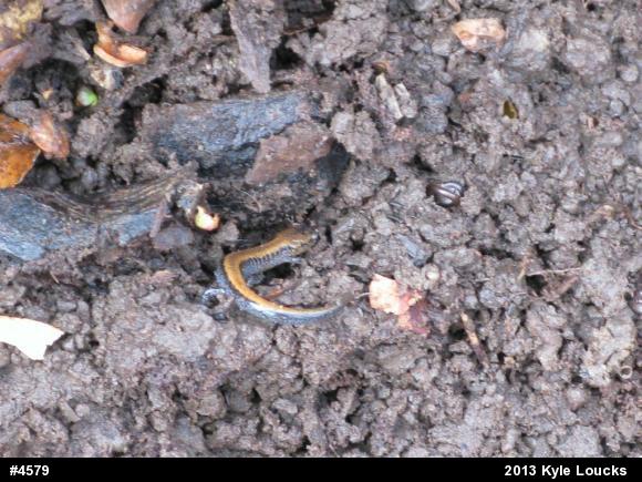 Eastern Red-backed  Salamander