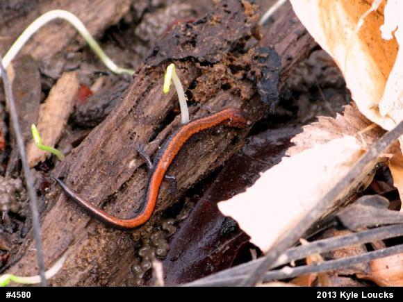 Eastern Red-backed  Salamander