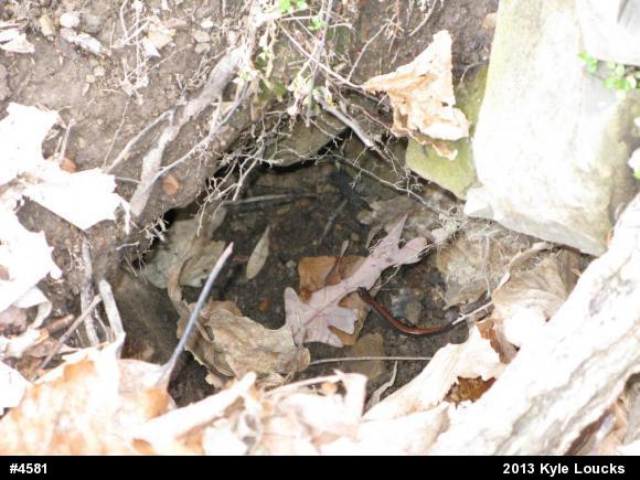 Eastern Red-backed  Salamander