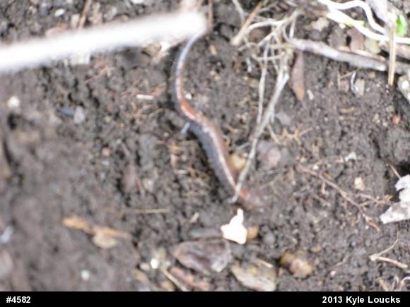Eastern Red-backed  Salamander