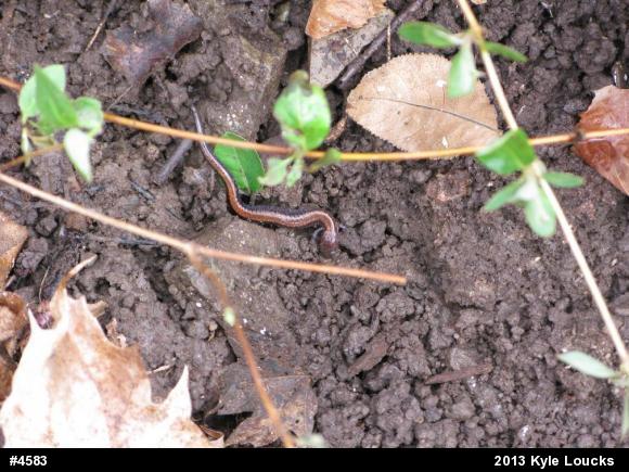 Eastern Red-backed  Salamander