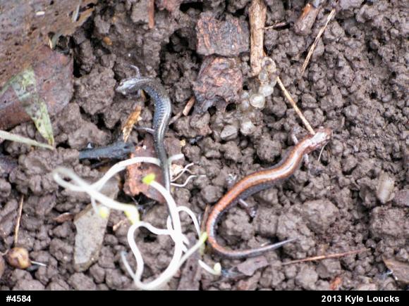 Eastern Red-backed  Salamander