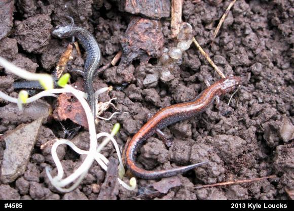 Eastern Red-backed  Salamander