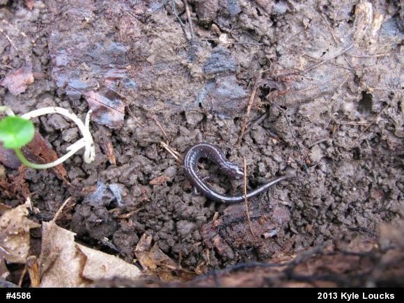 Eastern Red-backed  Salamander