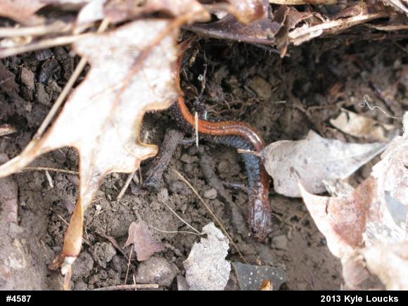 Eastern Red-backed  Salamander