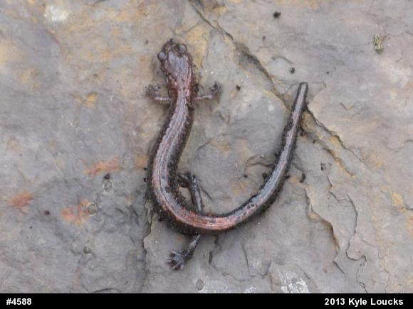 Eastern Red-backed  Salamander