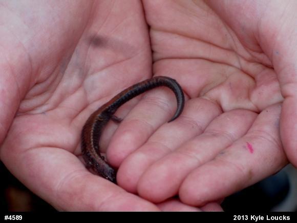 Eastern Red-backed  Salamander