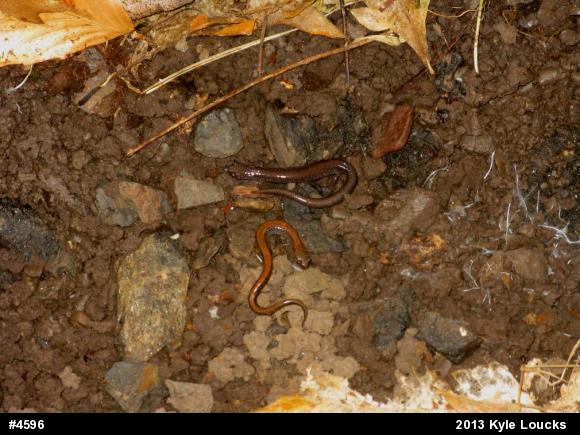 Eastern Red-backed  Salamander