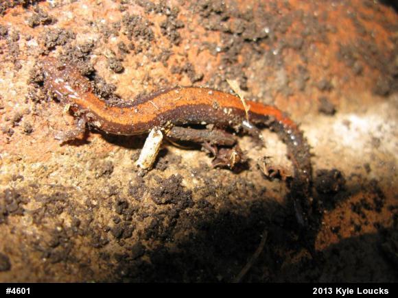 Eastern Red-backed  Salamander