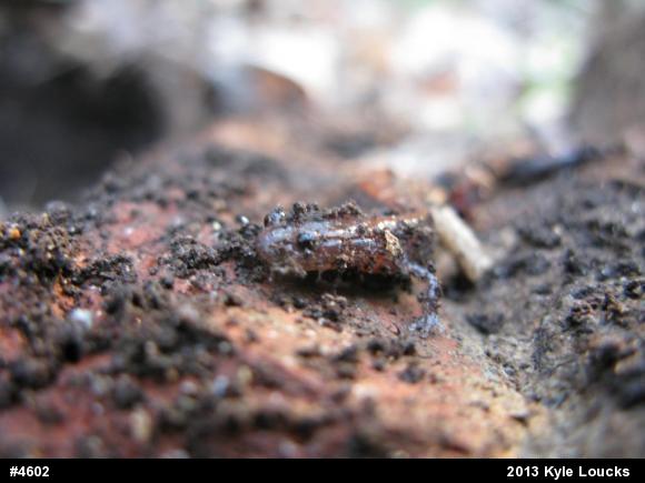 Eastern Red-backed  Salamander