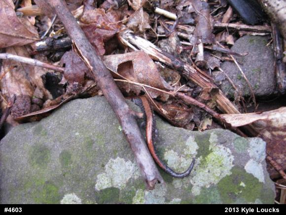 Eastern Red-backed  Salamander