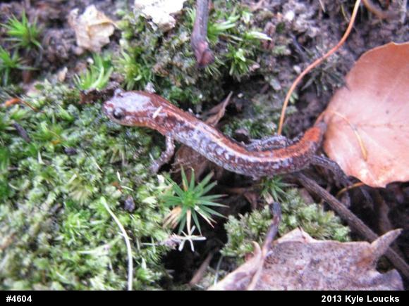 Eastern Red-backed  Salamander