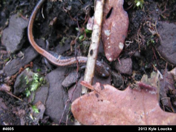 Eastern Red-backed  Salamander