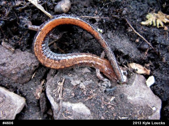 Eastern Red-backed  Salamander