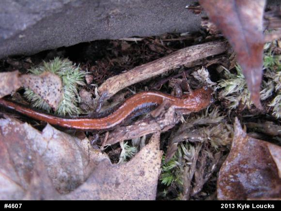 Eastern Red-backed  Salamander