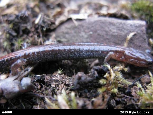 Eastern Red-backed  Salamander