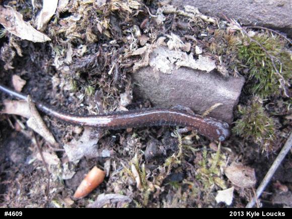Eastern Red-backed  Salamander
