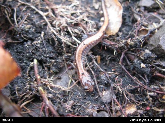 Eastern Red-backed  Salamander
