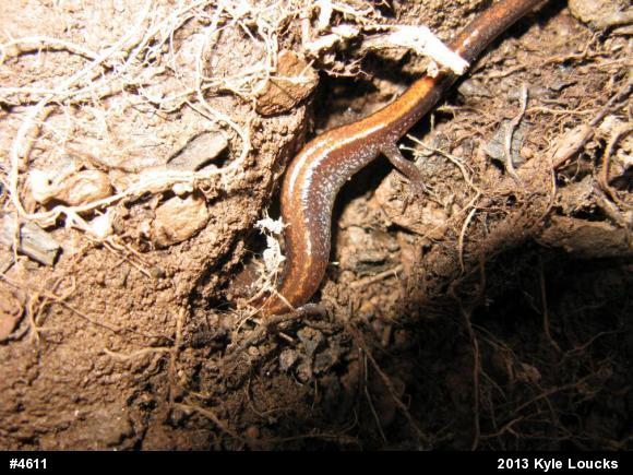 Eastern Red-backed  Salamander