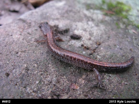 Eastern Red-backed  Salamander
