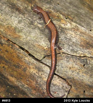 Eastern Red-backed  Salamander