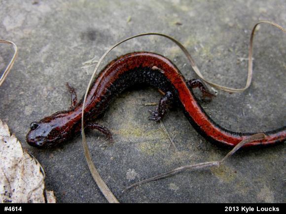 Eastern Red-backed  Salamander