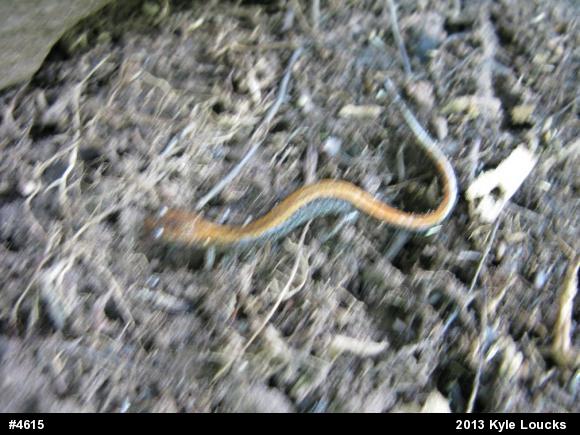 Eastern Red-backed  Salamander