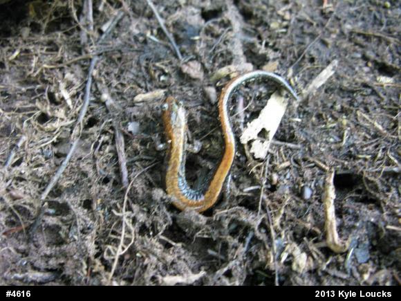 Eastern Red-backed  Salamander