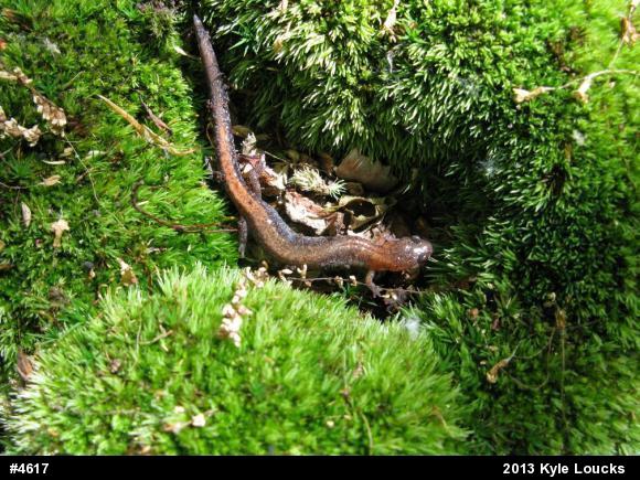 Eastern Red-backed  Salamander