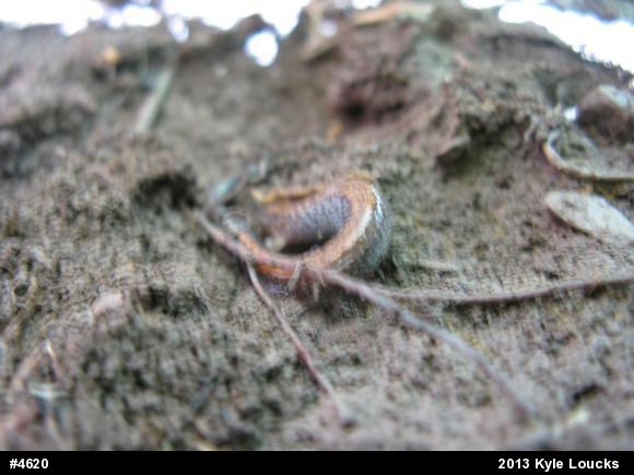 Eastern Red-backed  Salamander