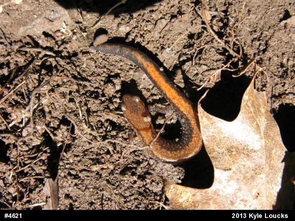 Eastern Red-backed  Salamander