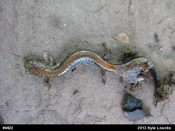 Eastern Red-backed  Salamander