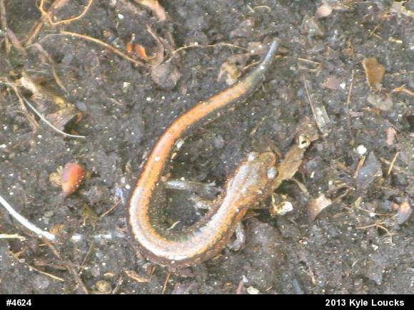 Eastern Red-backed  Salamander