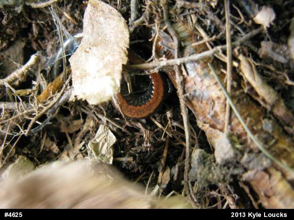 Eastern Red-backed  Salamander