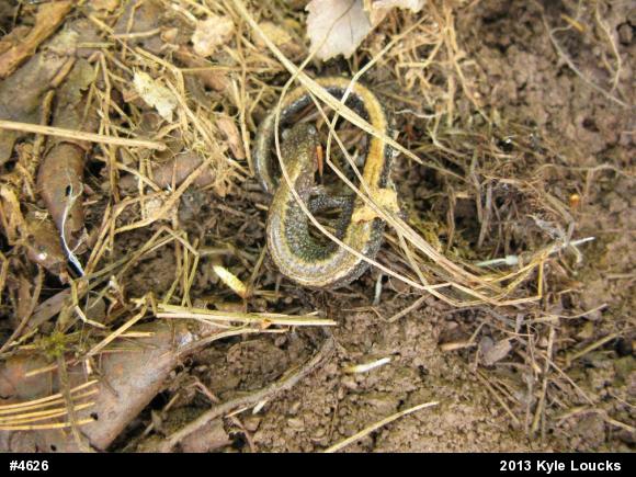 Eastern Red-backed  Salamander