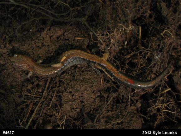 Eastern Red-backed  Salamander