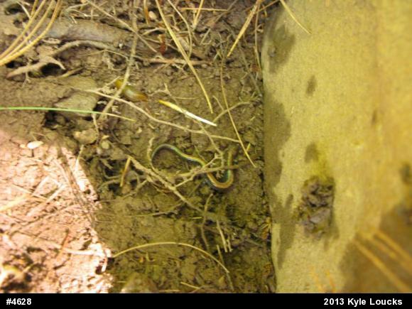Eastern Red-backed  Salamander