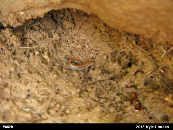 Eastern Red-backed  Salamander