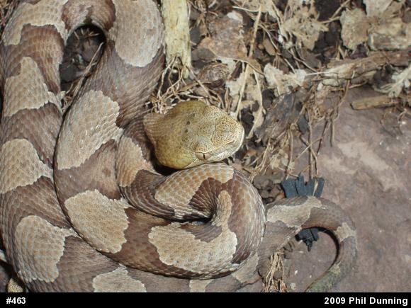 Northern Copperhead