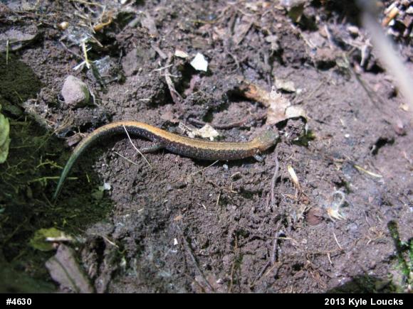 Eastern Red-backed  Salamander