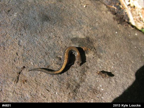 Eastern Red-backed  Salamander