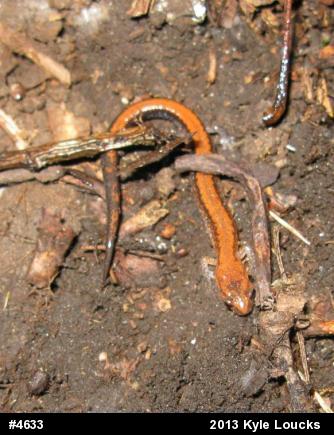 Eastern Red-backed  Salamander