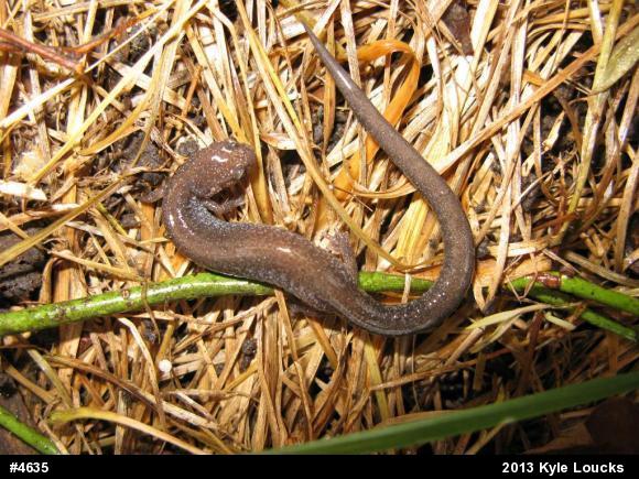 Eastern Red-backed  Salamander