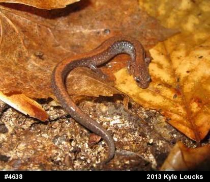 Eastern Red-backed  Salamander
