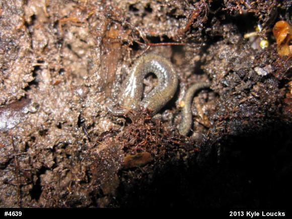 Eastern Red-backed  Salamander