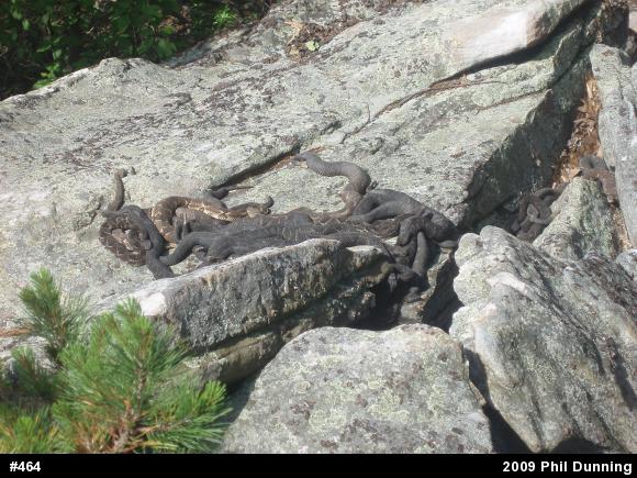 Timber Rattlesnake